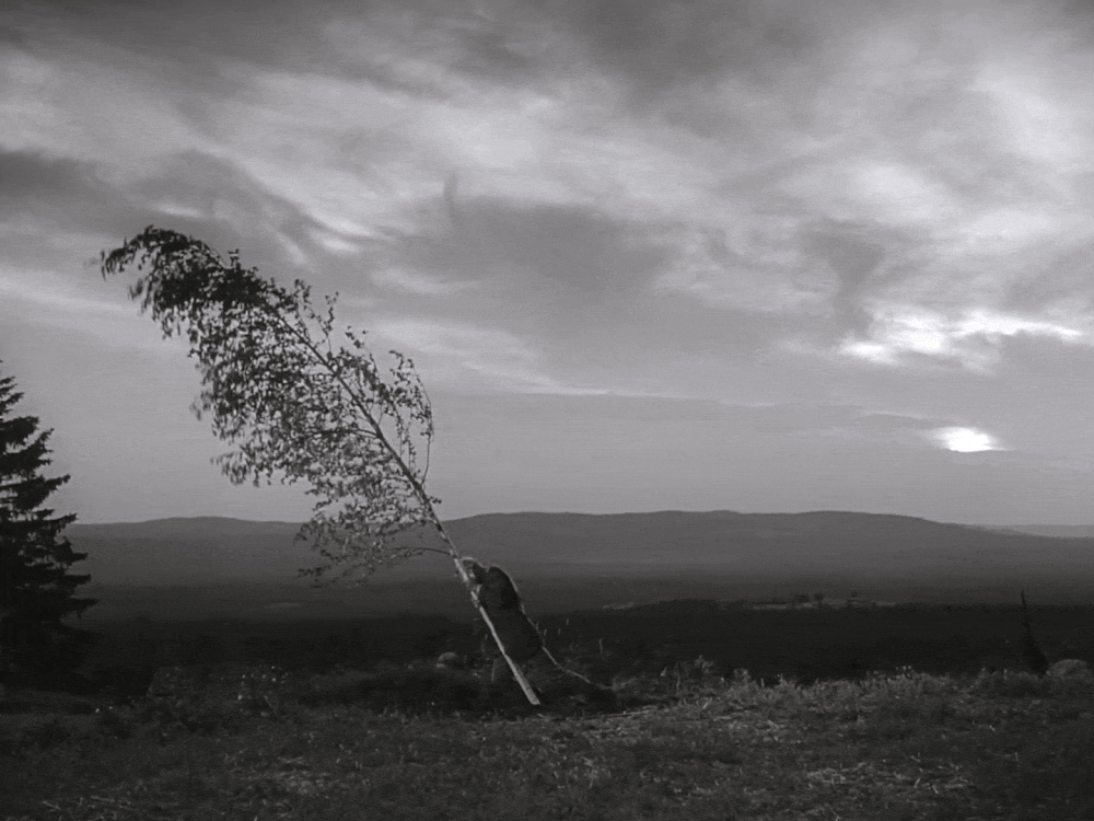 A man wrestles with a tall sapling three times his height, bending it this way and that, trying to fell it to the ground. The leaves on the tree shiver beautifully in this scene shot by Ingmar Bergman.