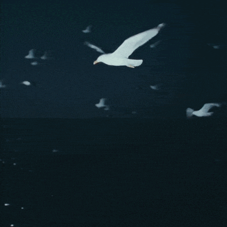 Seagulls fly at night over moonlit seas