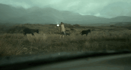 A woman shoots a donkey three times, in a field, in the rain. The donkey falls to the ground. A scene from Yorgos Lanthimos' The Lobster.